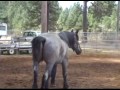 2004 California Grass Valley Draft Horse Classic Pt 1