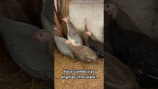 Você Conhece Essa Cor De Galinha Da Ana?