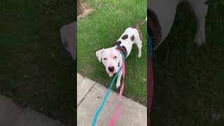 Dana Is Up For Adoption