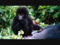 Senior Project: Endangered Species