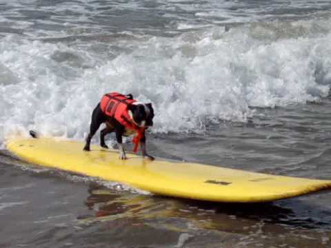 dog surfer