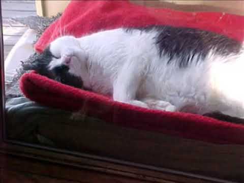 You need to relax! A video to help you sleep