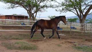 Lepona Gypsy