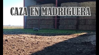 Jagd Terrier Expulsa Zorro De Una Pajera