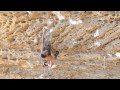 Download Kai Lightner (13) Sending Southern Smoke (14c)- Red River Gorge Kai Lightner (13) Sending Southern Smoke (14c)- Red River Gorge