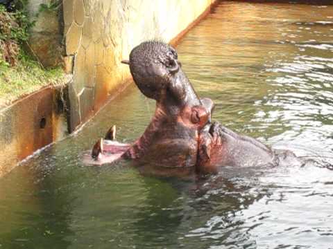 Hippopotamus　　カバ　　　東山動物園