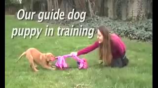House Training Your Puppy