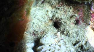 Ribon Reef.wmv