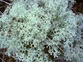 EatTheWeeds: Episode 20: Lichen, Cladonia