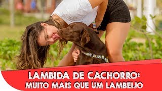 Lambida De Cachorro Muito Mais Que Um Lambeijo