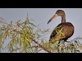 Zitto segovia: lo mejor!!!!! el carau - youtube