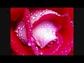 Flowers (watch and listen in HD) - For Someone You Care ecards - Flowers Greeting Cards
