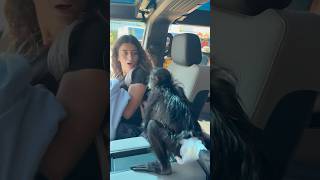 Monkey Prank On Sister