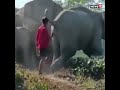 Elephant-Man Conflict Video Has Shocked The Internet | #Shorts #ViralVideo | Animal Video \ News18