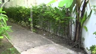 Sunwing-Resort, Kamala Beach, Thailand Phuket(1/2)