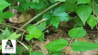 Allen's Tree Service - Learn about Poison Ivy - Tree Service St. Louis