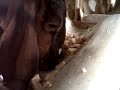 image Ternak Modern Pola Hcs I Kambing Jawa Randu Makan Gedebog