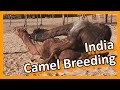 Bikaner - Camel breeding farm