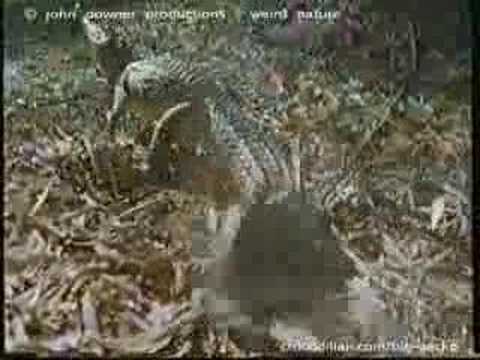 Big Gecko - Freshwater crocodile movement