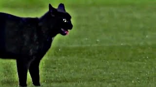 CoGGWVf5cNI Video Image