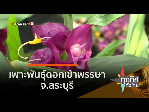 เพาะพันธุ์ดอกเข้าพรรษา จ.สระบุรี (29 มิ.ย. 63)