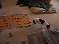 DOG vs. BALLOONS