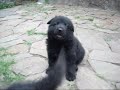 > мать: Черная Джаконда фон 