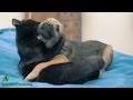 Are Cats or Dogs More Protective For Children's Health?