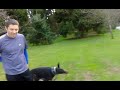 Doberman Vs Rottweiler Dobie Killer Roar images Doberman Vs Rottweiler Dobie Killer Roar