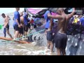 Muere tiburón ballena varado en playa Santa Marianita de Manta