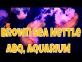 Things to do in Albuquerque, NM | ABQ Aquarium area.