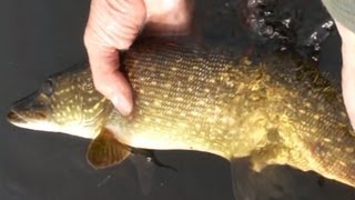 Видео о рыбалке №208