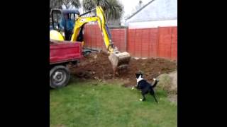 Digger Dog
