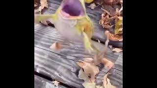 Sapo Rindo Atumalaca