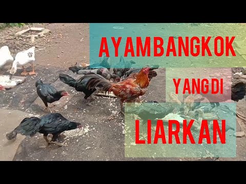 ternak ayam bangkok dgn cara di liarkan,begini jadinya.