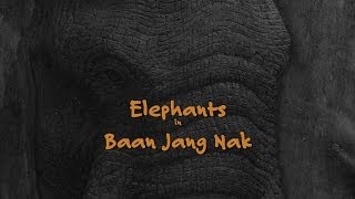 Trailer: „Elephants" The correlation of handcraft and art