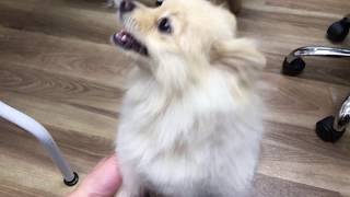 ぽん次郎くんのカット