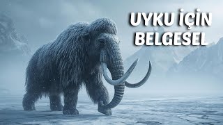 Buzul Çağı Donmuş Bir Dünyaya Yolculuk Uyku İçin Belgesel