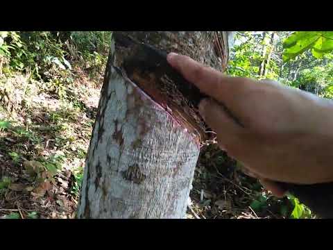 nyadap daret di ladang bonjol