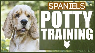 How To Potty Train Your Spaniel