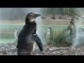 ZSL London Zoo's animals cool off