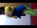 مكوه