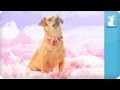 Katy Perry - California Gurls (ft Snoop Dog) - Katy Puppy - California Grrrs / Wide Awoof - Petody