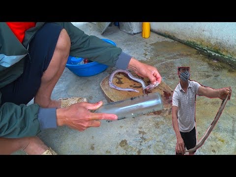 Chả Rắn Ráo Lá Lốt và Tuyệt Chiêu Làm Thịt Rắn Nhừ Xương Dai Thịt