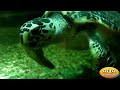 Зоопарк Киев • Морская черепаха в аквариуме