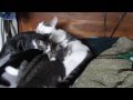 Mother CAT Loving and Nursing her KITTENS - so ADORABLE!