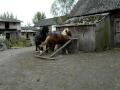 Ogier zimnokrwisty Bonzo - krycie klaczy