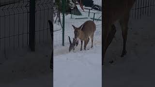 Кот Оленя Цап #Cute #Deer  #Cat #Attack #Angry