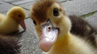 Fluffing A Duck Kevin Macleod 2 Hours Fluffing A Duck Kevin Macleod 2 Hours