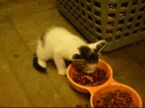 【衝撃】猫による猫釣り動画(！！？)のキャプチャ